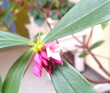 沈丁花の香り